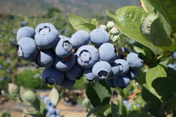 “ORO AZUL”: PERÚ BUSCA CONSOLIDARSE COMO POTENCIA MUNDIAL EN LA PRODUCCIÓN DE ARÁNDANOS