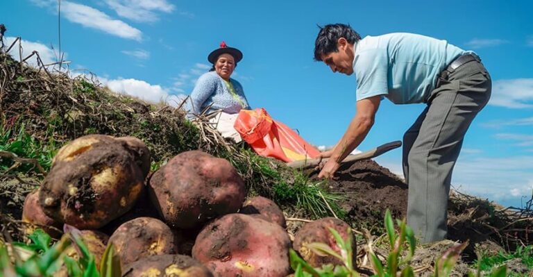MANEJO INTEGRADO DE PLAGAS SE CONSOLIDA COMO CLAVE PARA PROTEGER LA PRODUCCIÓN DE PAPA EN EL PERÚ
