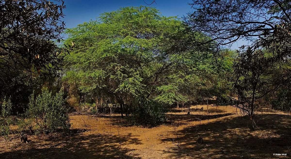 ¡PIURA PONE A LOS BOSQUES EN EL CENTRO DEL DEBATE! X CONGRESO REGIONAL FORESTAL 2026 REUNIRÁ A EXPERTOS PARA ENFRENTAR LA DEFORESTACIÓN Y EL CAMBIO CLIMÁTICO